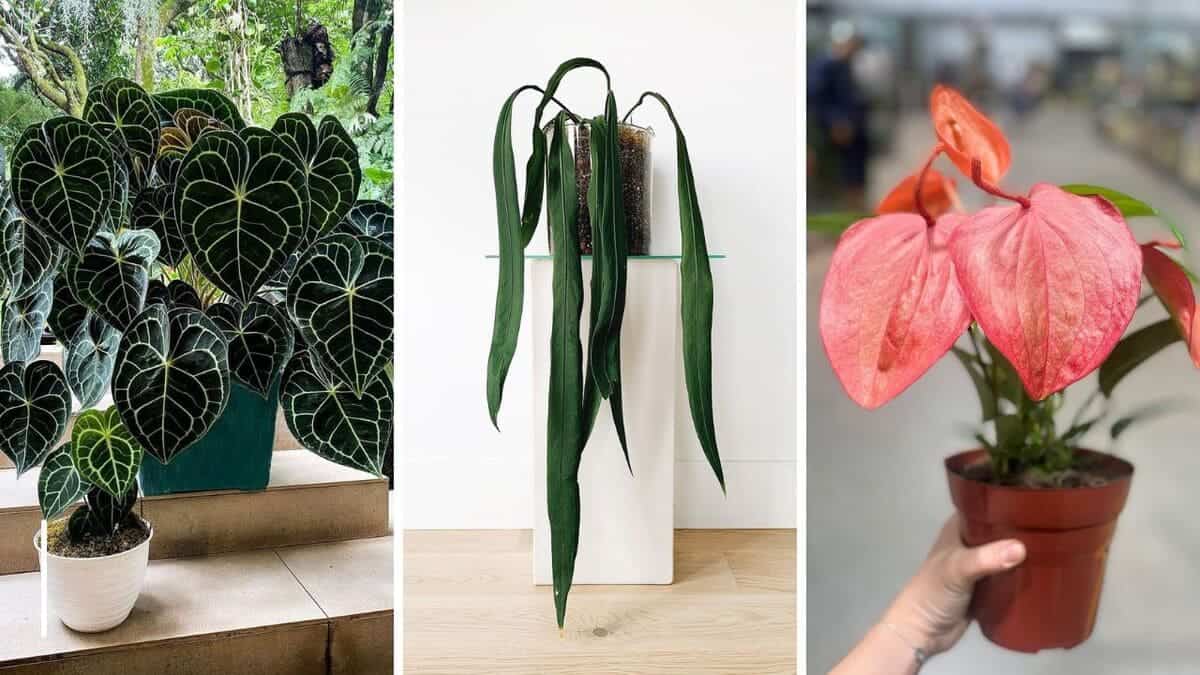 preço anturio cores variadas