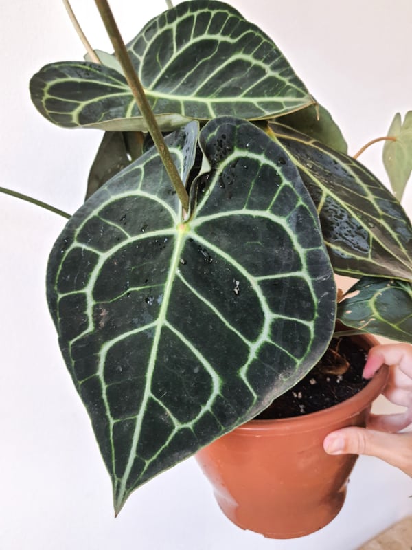 anturios cores para inspirar decoração