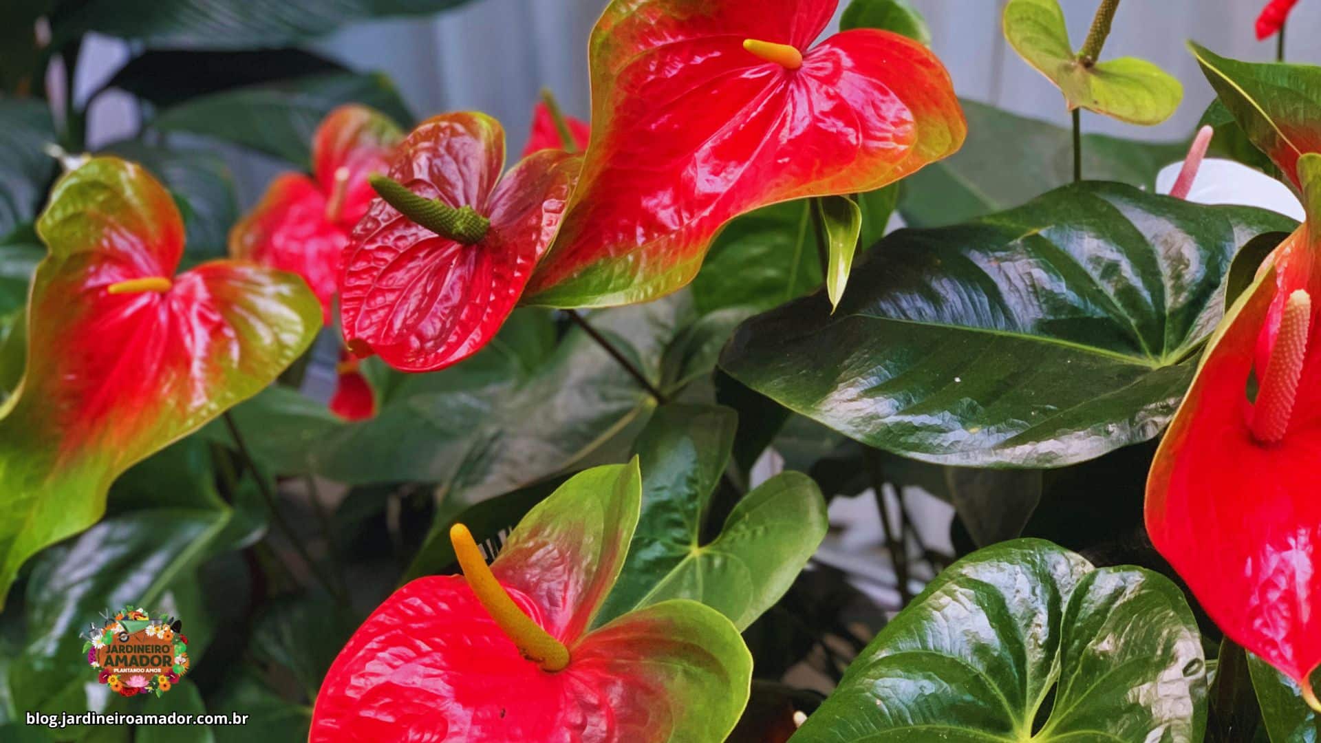 erros comuns ao escolher cor de anturio