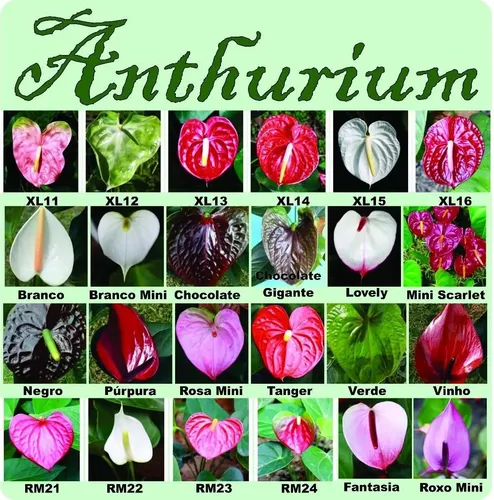 preço anturio cores variadas