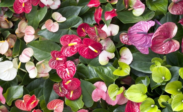 anturio vermelho vs anturio preto qual escolher