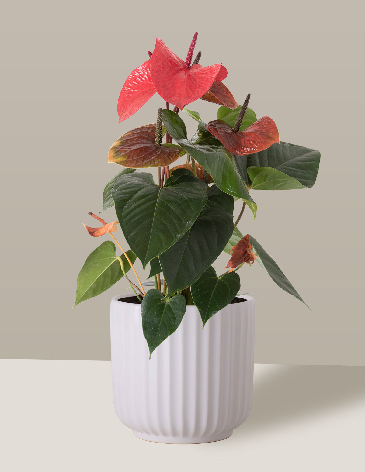 preço anturio cores variadas