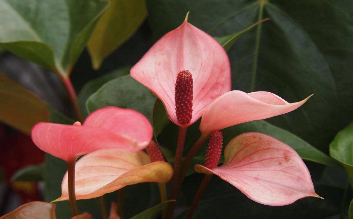 anturio cor especifica para quarto