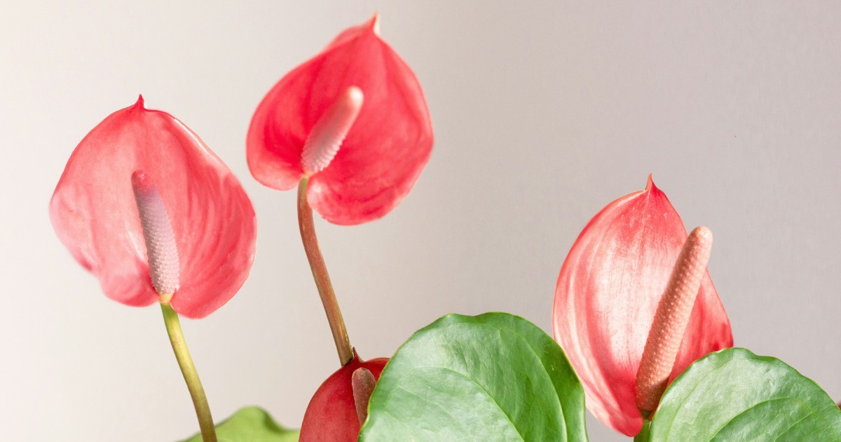 anturios cores para inspirar decoração