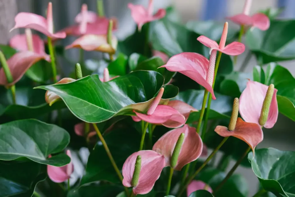 anturio vermelho vs anturio preto qual escolher