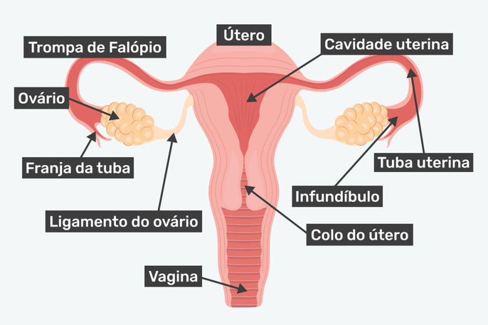 função dos ovários