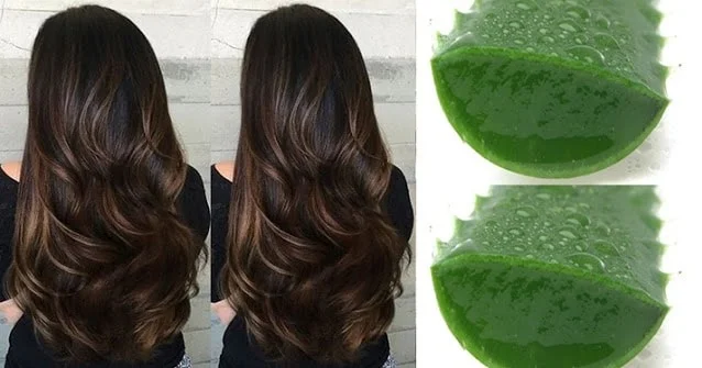 aloe vera cabelo