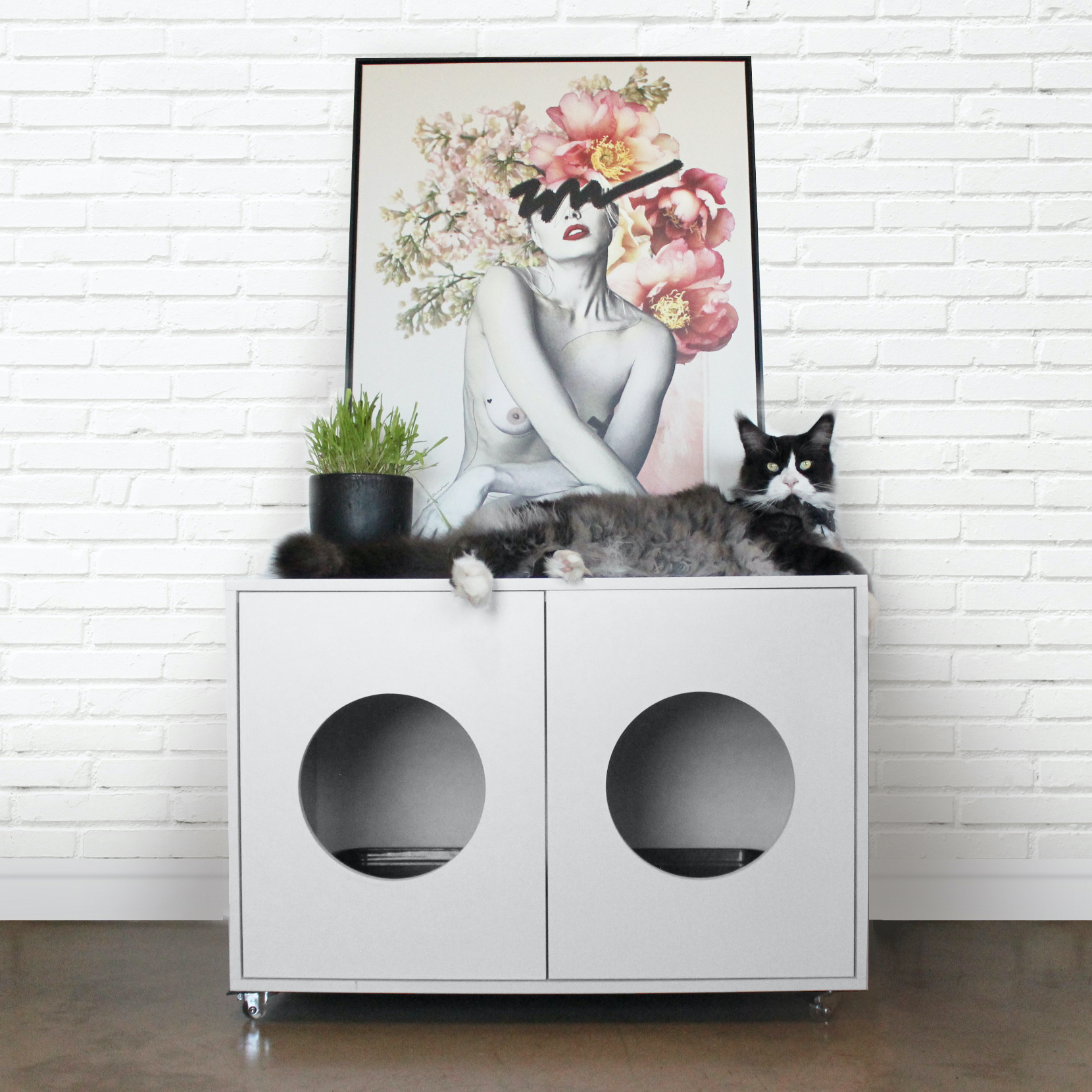 gato não usa banheiro fechado o que fazer