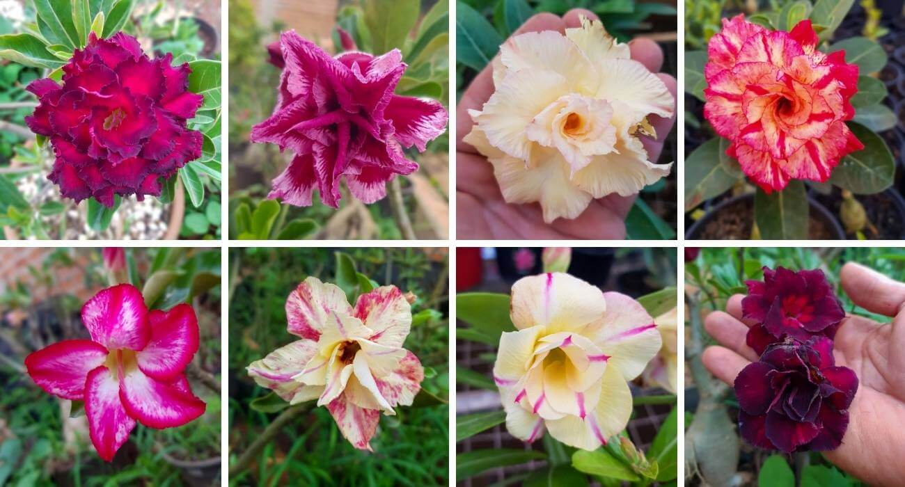 melhores hidratações para cabelos loiros resenha eu vou de rosa