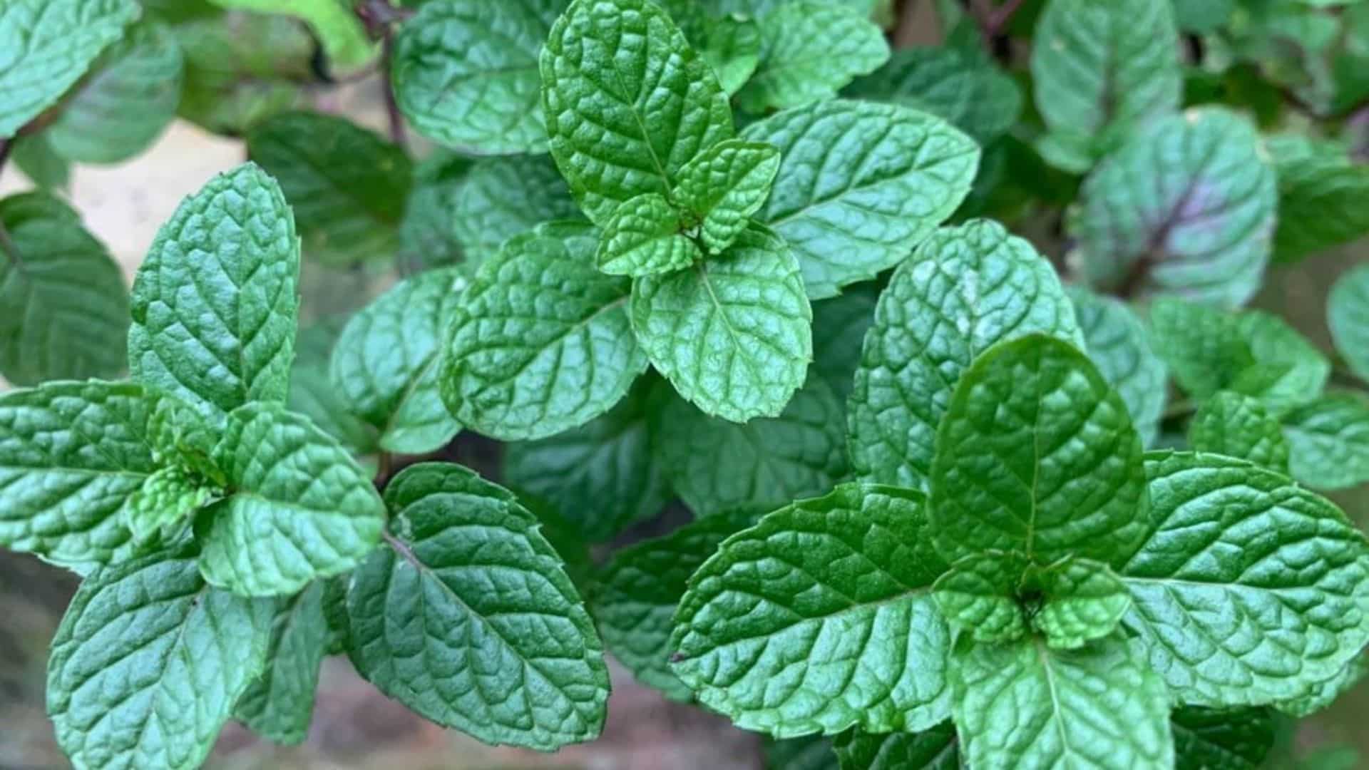 benefícios chá de hortelã