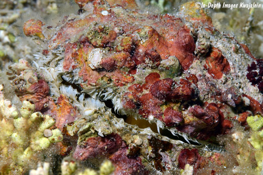 A História e o Impacto Social do Ministério Chama Coral