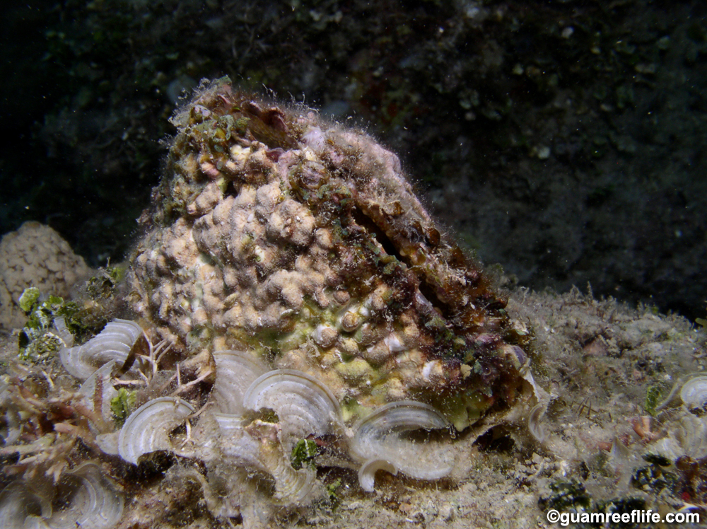 As Músicas Mais Emocionantes do Chama Coral e Seus Significados