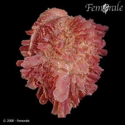 A História e o Impacto Social do Ministério Chama Coral