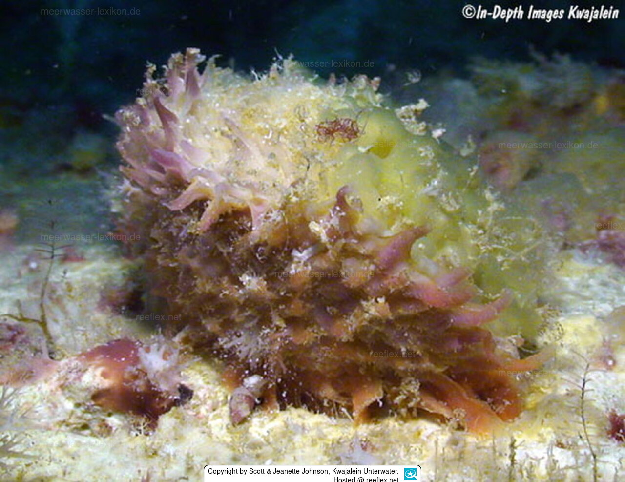 As Músicas Mais Emocionantes do Chama Coral e Seus Significados