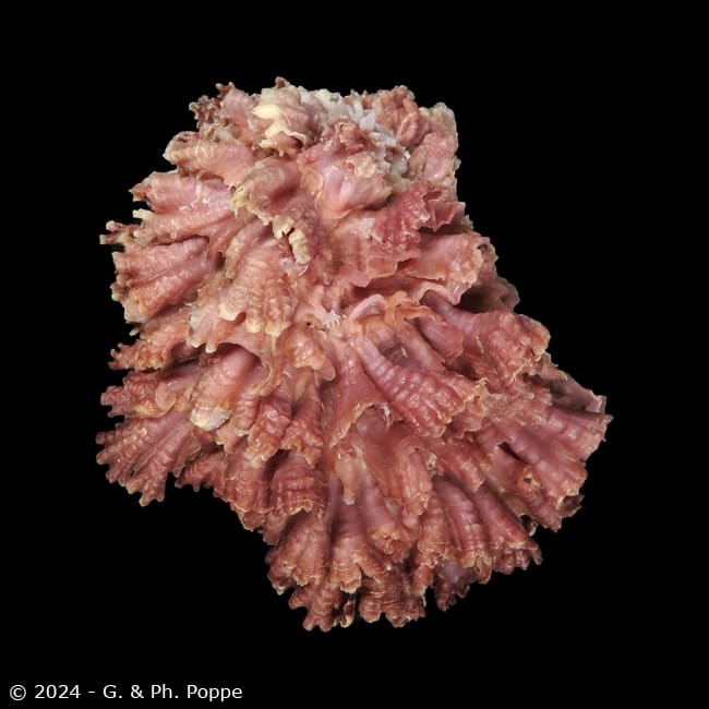 As Músicas Mais Emocionantes do Chama Coral e Seus Significados