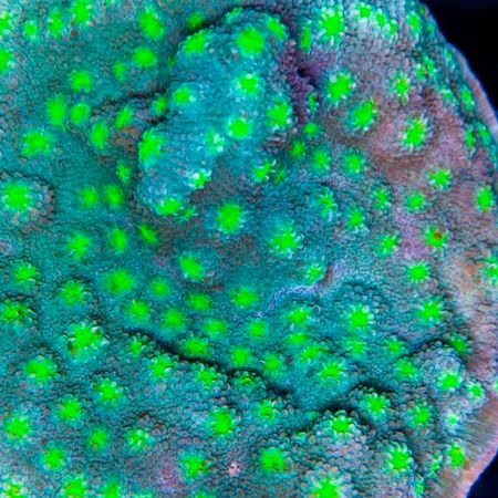 Guia Completo: Onde Acompanhar o Ministério Chama Coral Online