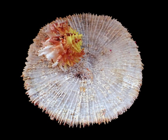 Como o Chama Coral Inspira Jovens na Música Cristã