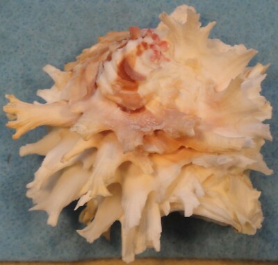 A História e o Impacto Social do Ministério Chama Coral