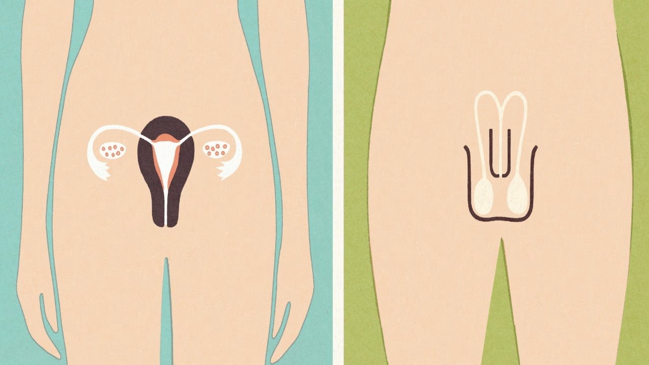 transição de gênero masculina para feminina passos