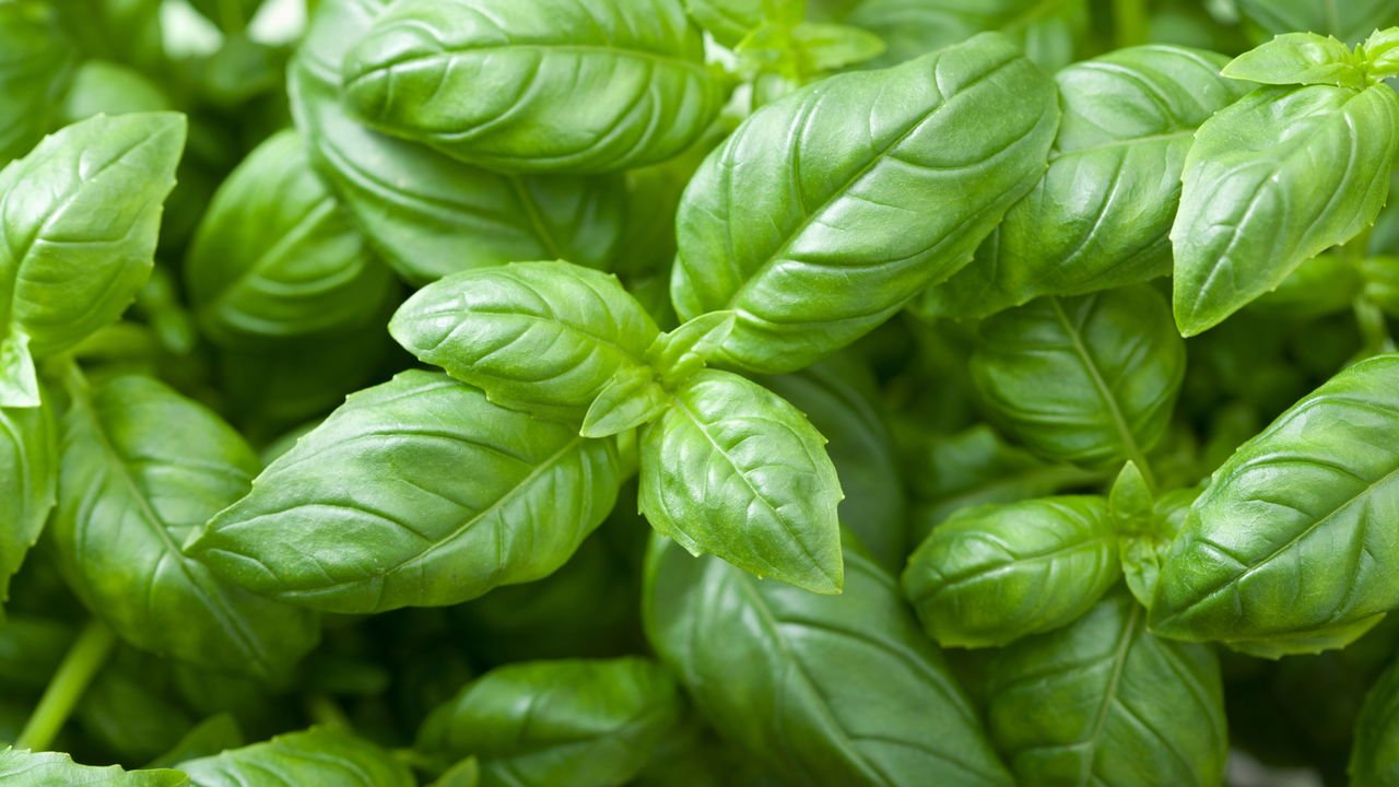 como colher manjericao