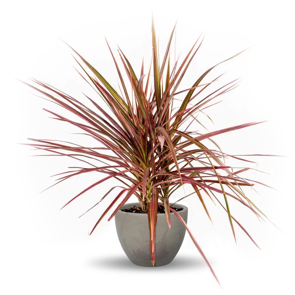 como cuidar de dracenas