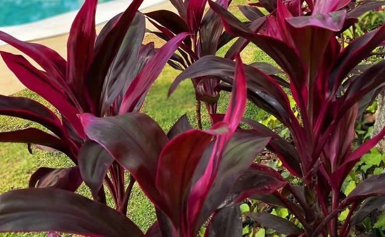 tipos de dracenas e como cuidar de cada uma