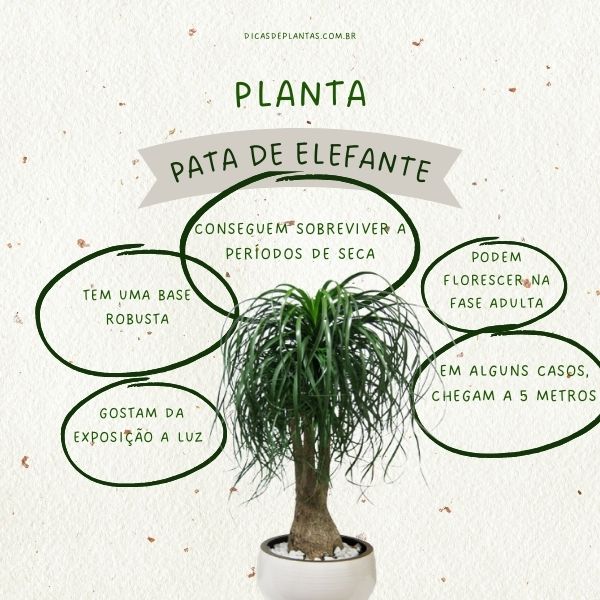 como cuidar de pata de elefante