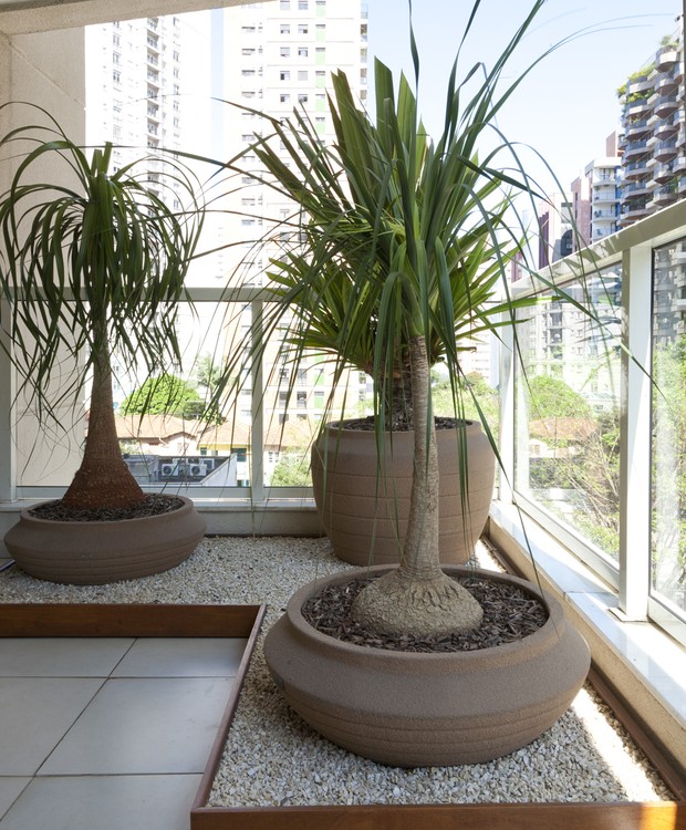 melhores dicas para ter uma pata de elefante exuberante