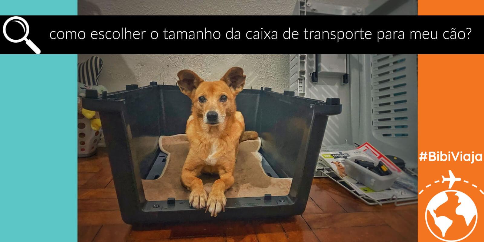 Guia de medidas para diferentes portes de cães
