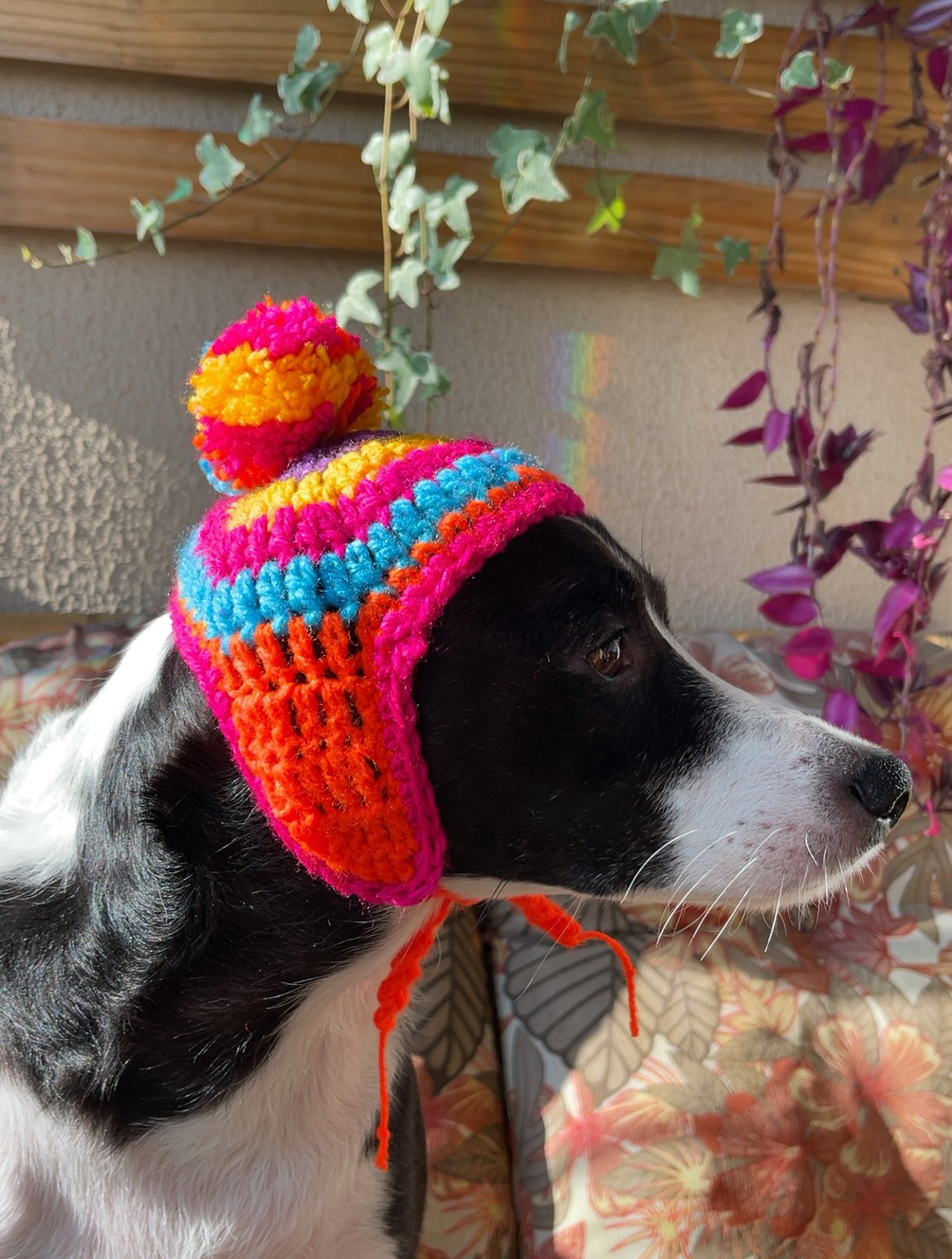 como fazer chapeu para cachorro