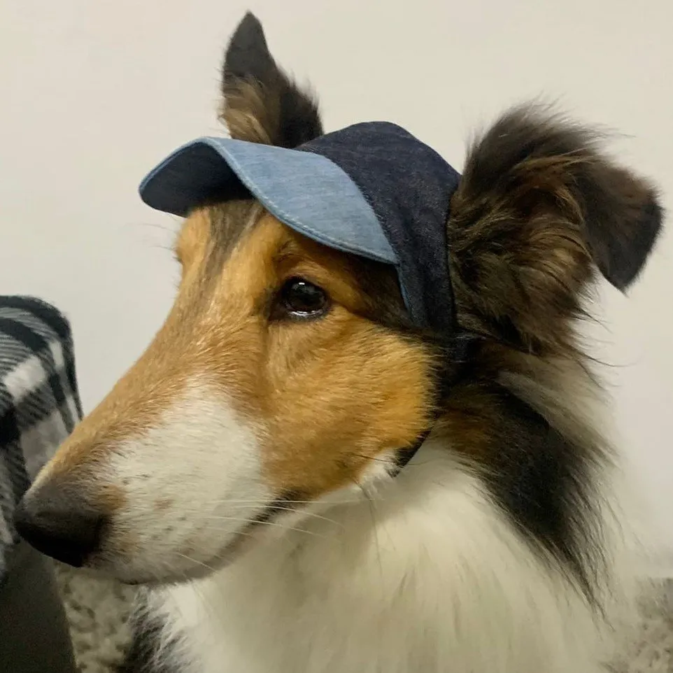 Ideias Criativas de Chapéus de Aniversário para Pets