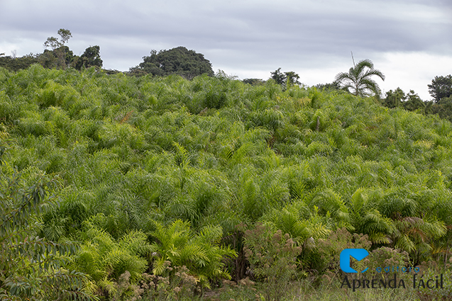 Guia Completo para o Cultivo de Pupunha: Do Plantio à Colheita