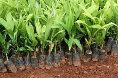 Manejo de Pragas e Doenças na Cultura da Pupunha