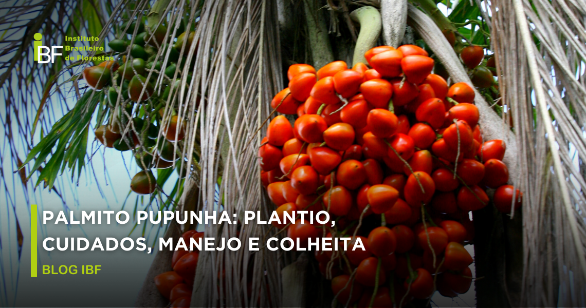 Palmito Pupunha: Como Escolher as Melhores Sementes e Perfilhos