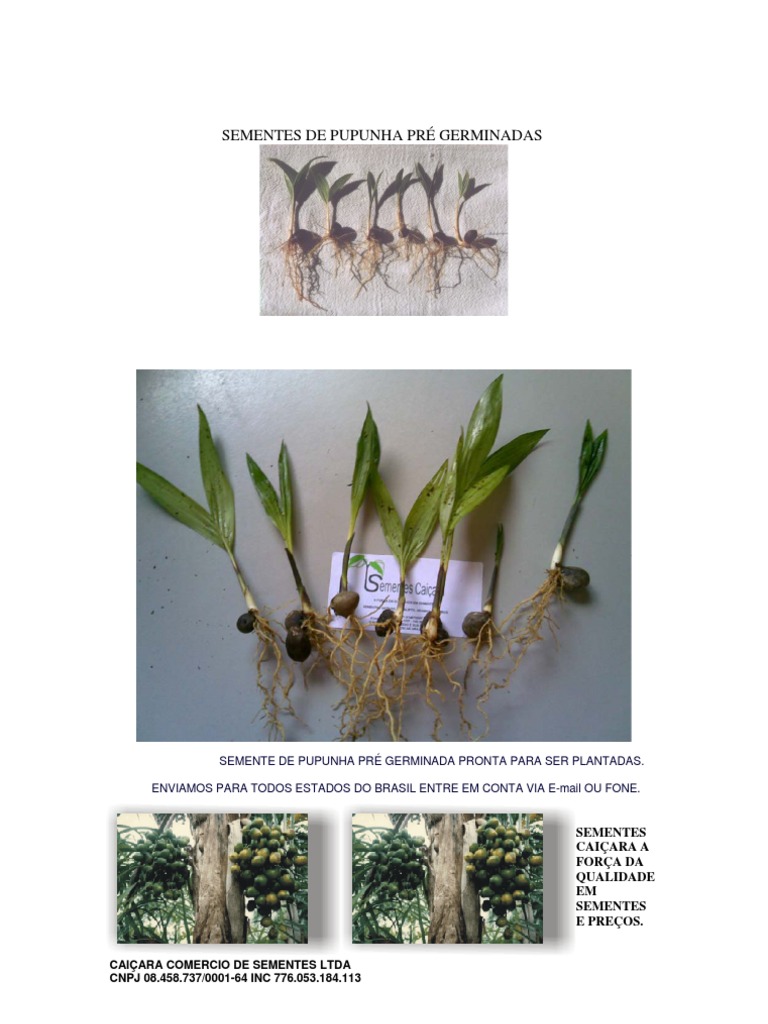 Adubação e Solo Ideal para Pupunha: Maximizando sua Produção