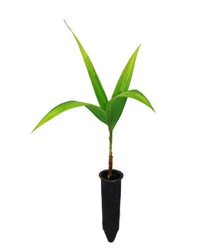 Manejo de Pragas e Doenças na Cultura da Pupunha