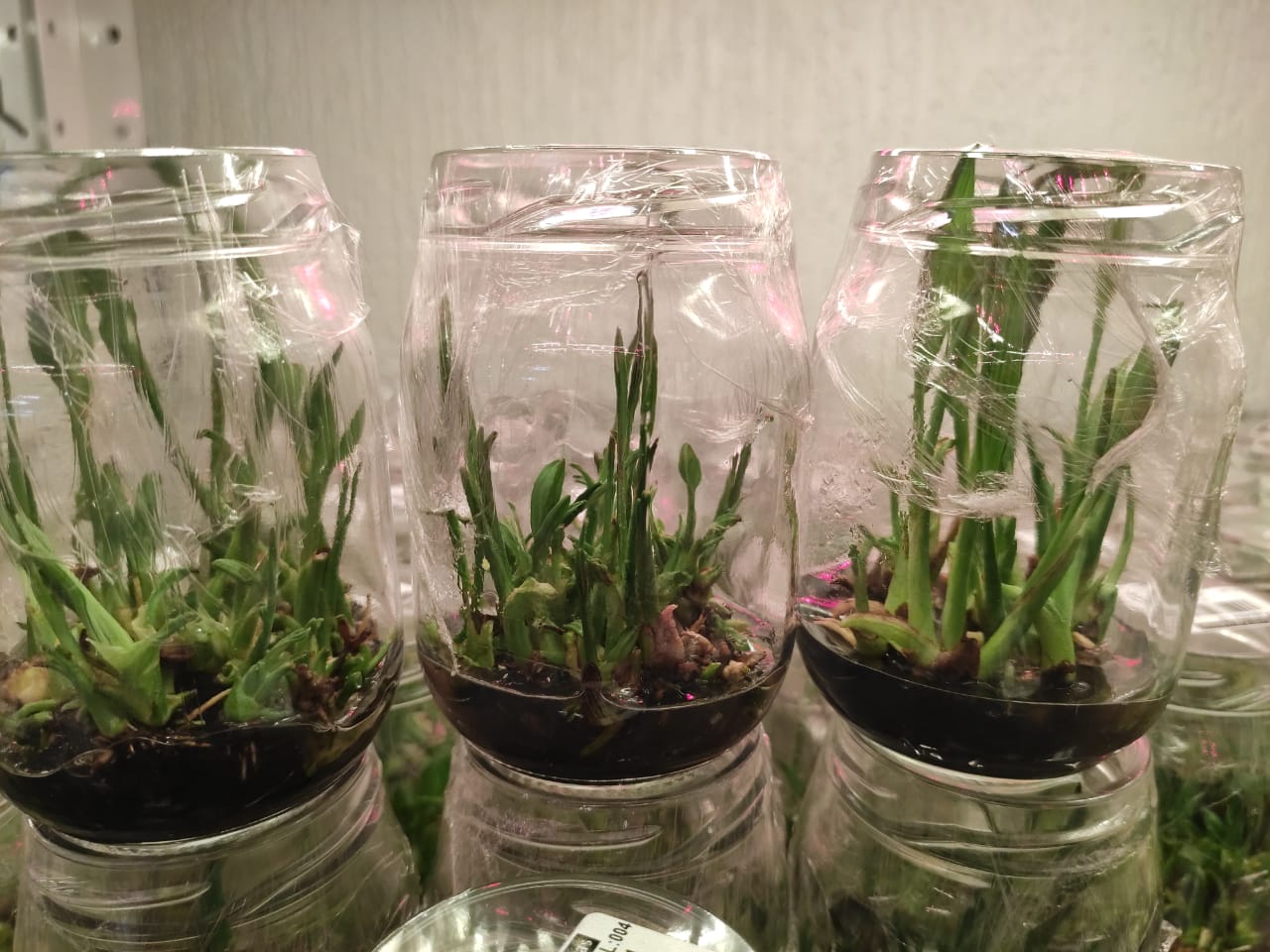 Rentabilidade da Pupunha: Palmito vs. Fruto