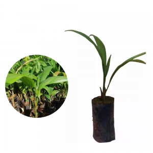 como fazer muda de pupunha