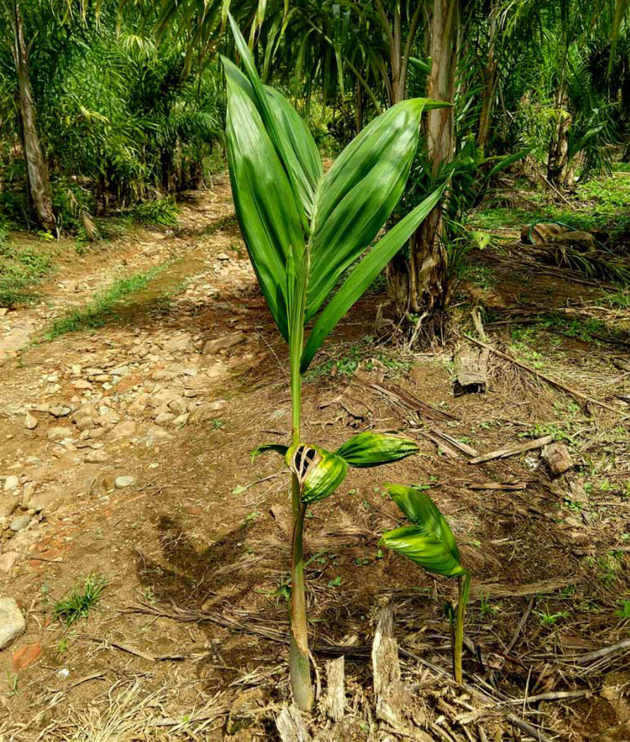 Guia Completo para o Cultivo de Pupunha: Do Plantio à Colheita