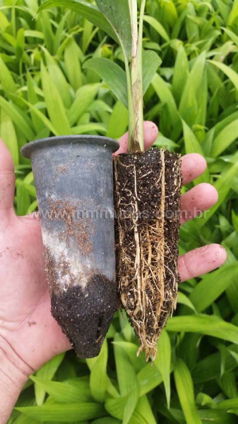 Palmito Pupunha: Como Escolher as Melhores Sementes e Perfilhos