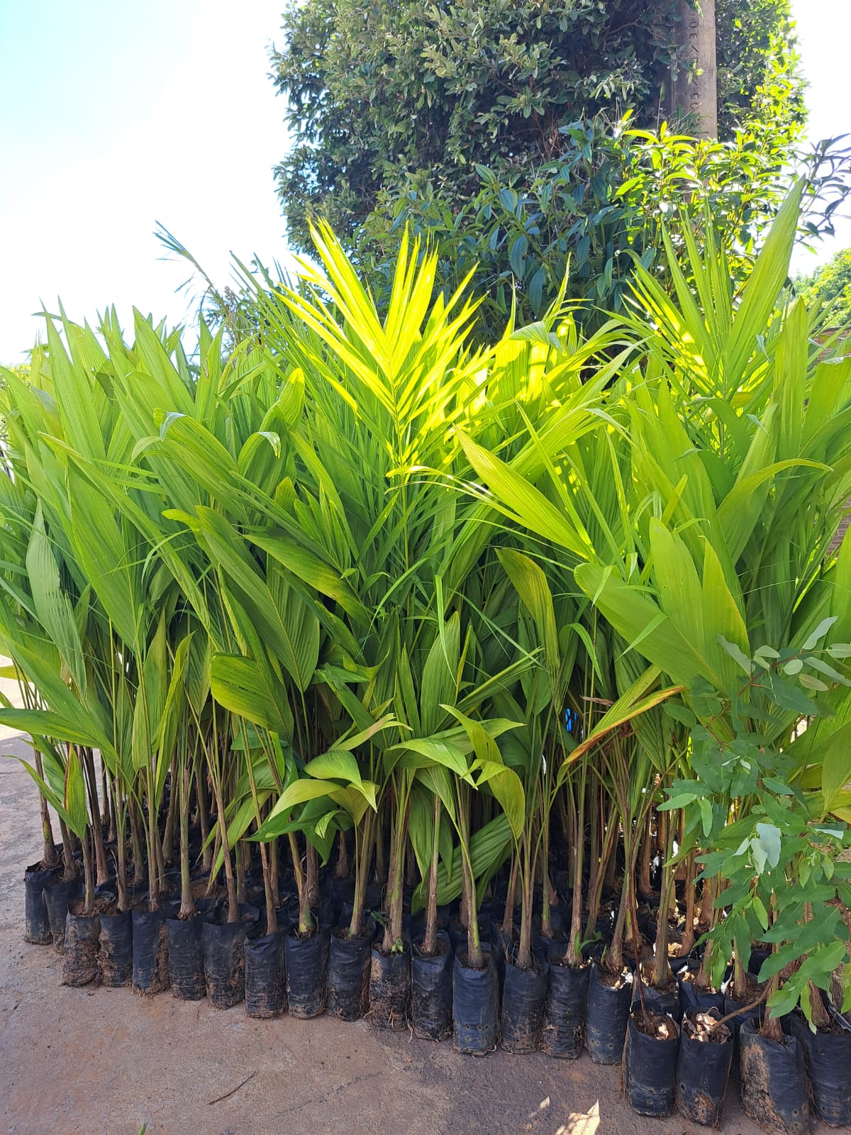 Adubação e Solo Ideal para Pupunha: Maximizando sua Produção