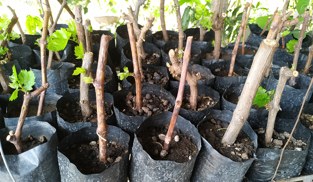 Guia Completo: Poda da Videira para Estacas Perfeitas