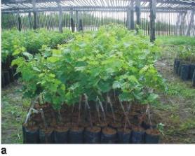 Os Melhores Substratos para o Enraizamento de Mudas de Uva