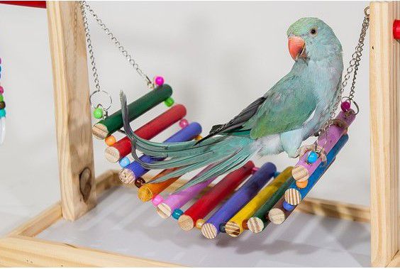 Ideias Criativas de Brinquedos Suspensos para Calopsitas