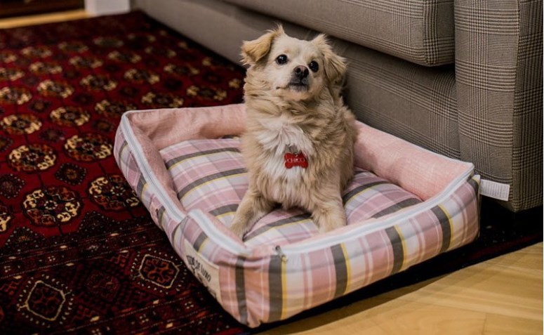 Decoração pet: caminha de caixote de feira estilizada