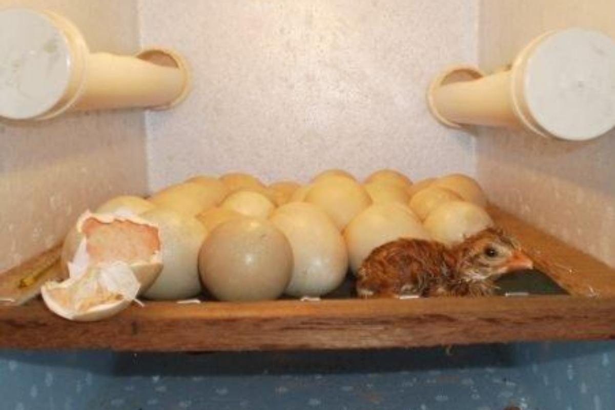 como fazer uma chocadeira para codorna