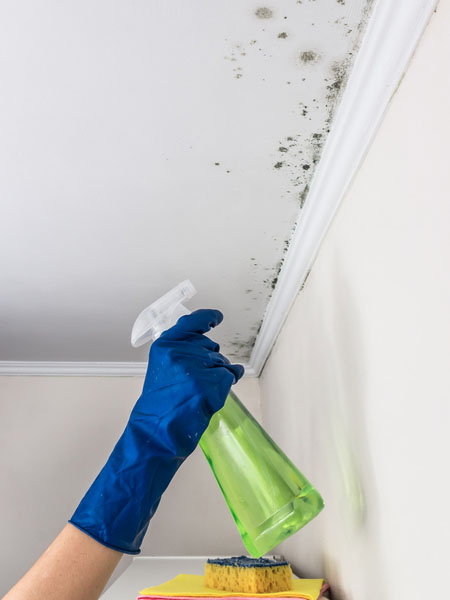 melhores produtos para tirar mofo do box