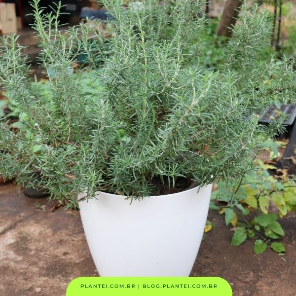 como plantar alecrim