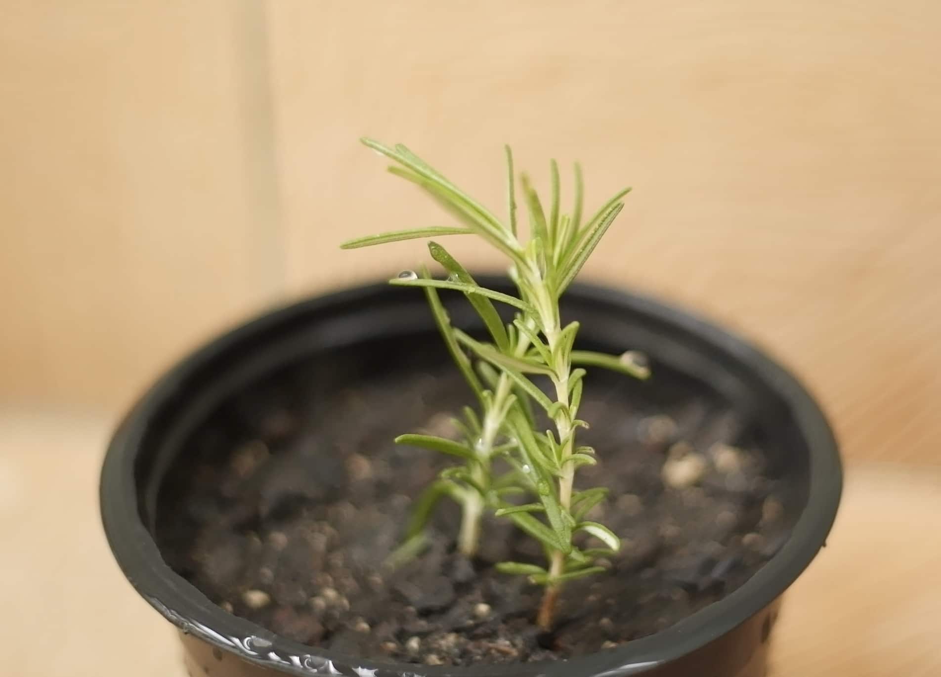 7 benefícios de ter alecrim em casa