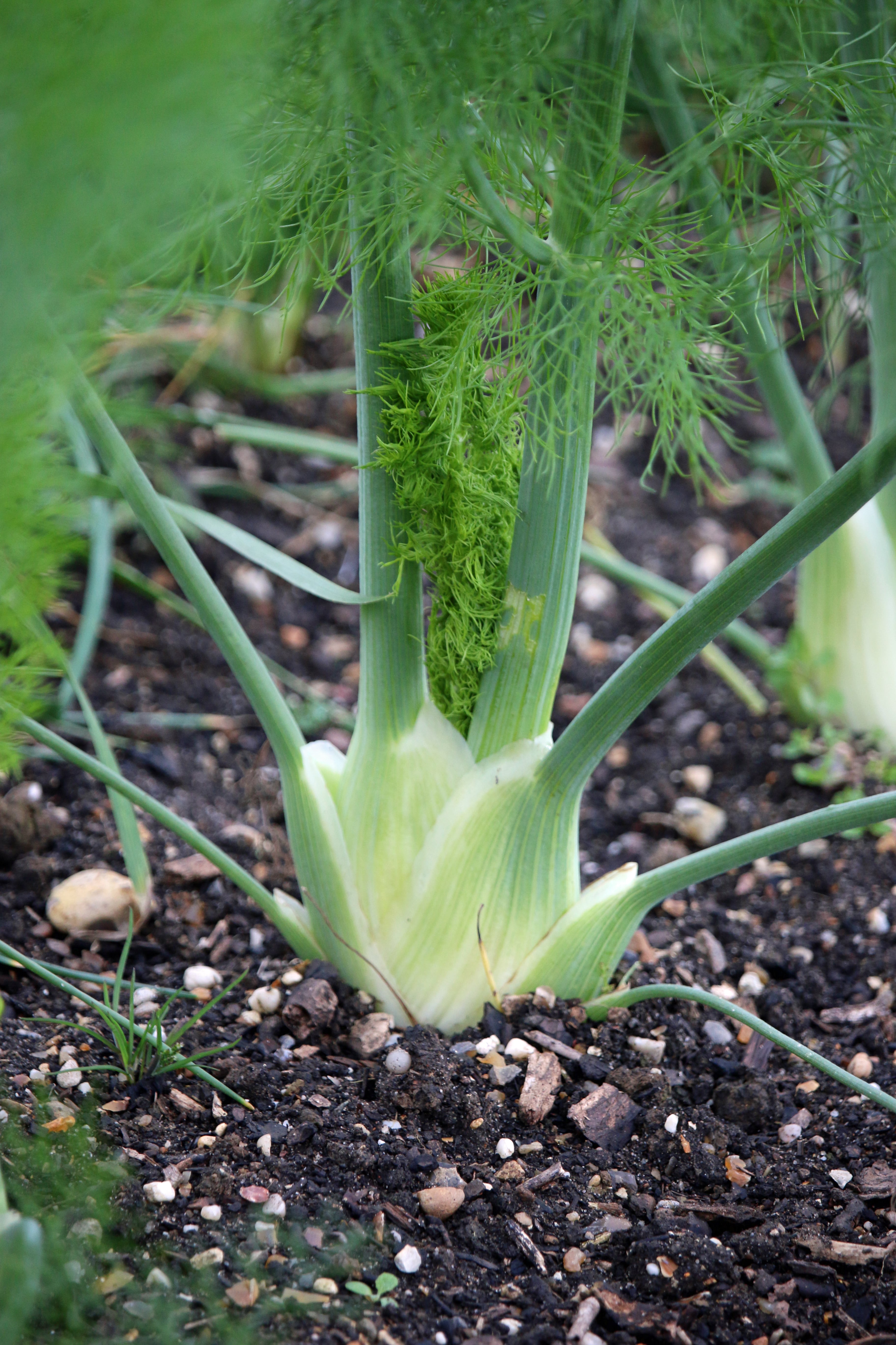 10 dicas para plantar erva doce em casa